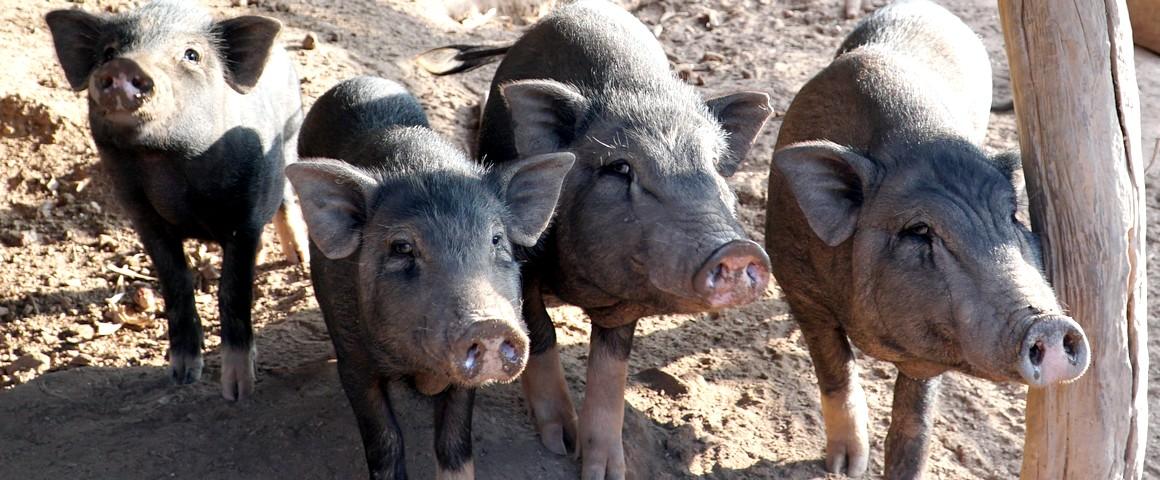 Un élevage de porcs au Laos © C. Dangléant, Cirad